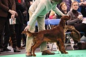 Crufts2011 145